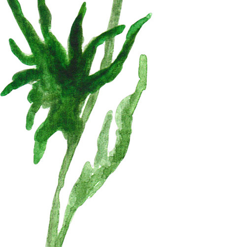 紫色水彩植物花朵