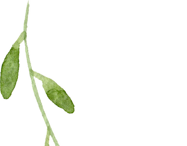 绿色水彩植物枝条