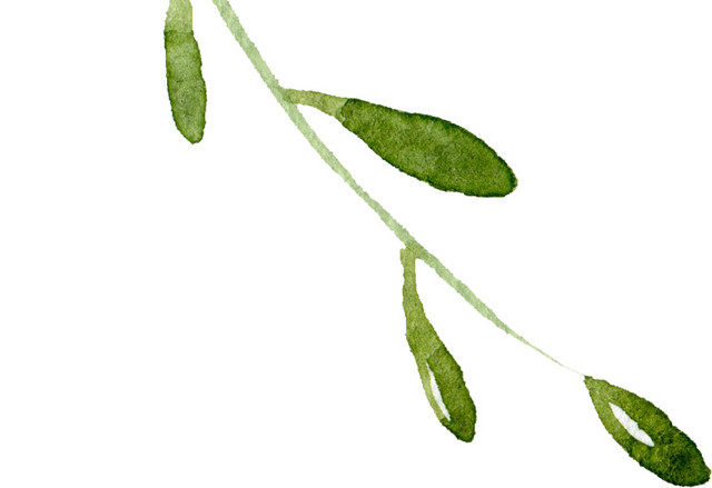 绿色水彩植物枝条
