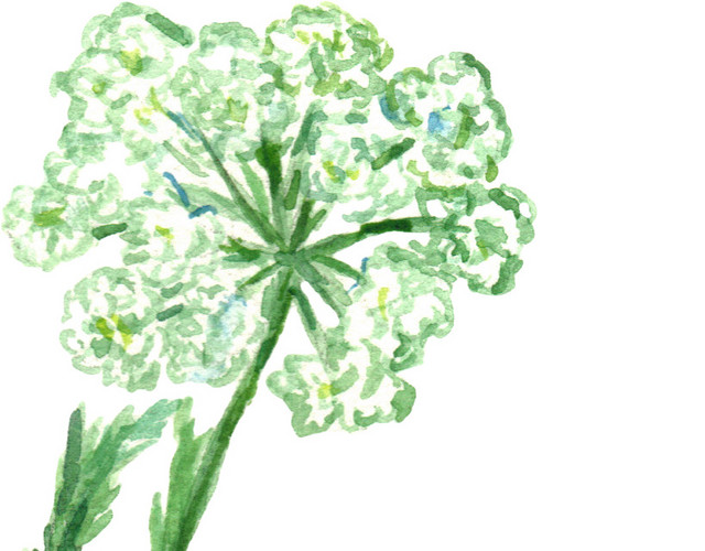 绿色水彩植物枝条花朵