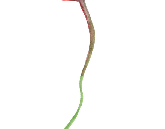 红色简约花朵矢量素材