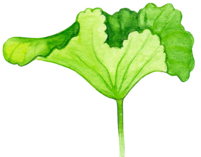 小清新水彩手绘荷叶图片