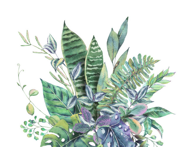 枝叶花卉免抠素材