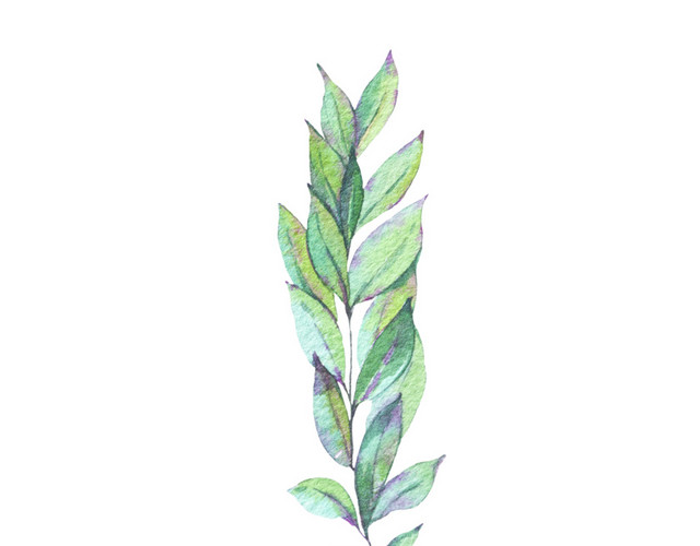柳枝嫩芽免抠素材