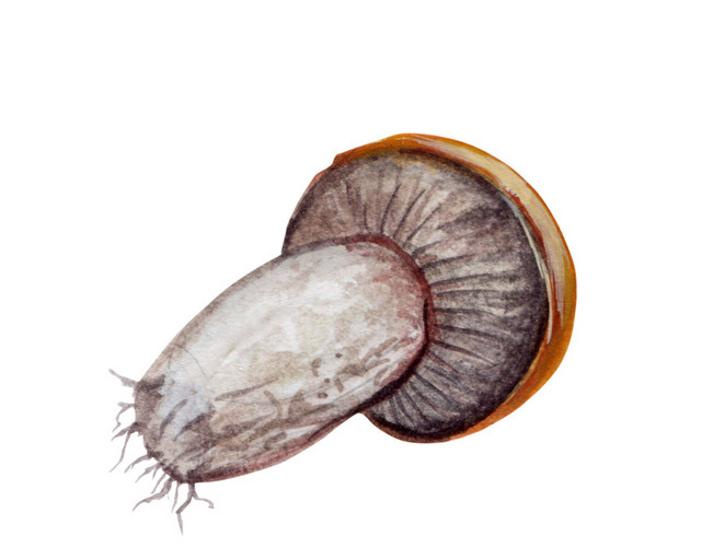 香菇免抠素材