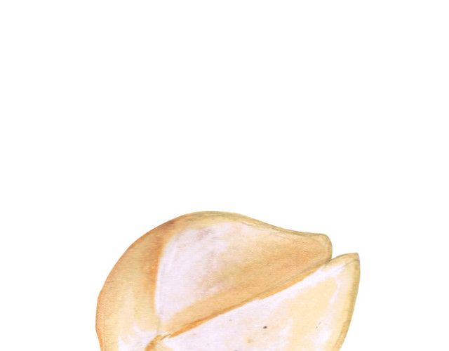 蒜瓣免抠素材