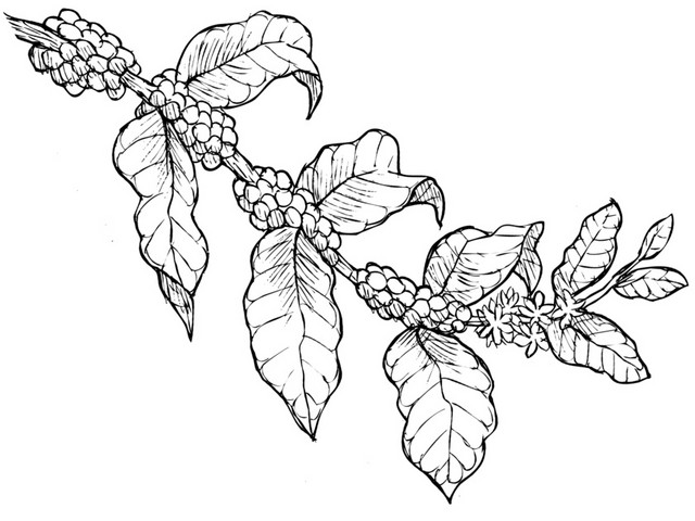 素描植物免抠素材