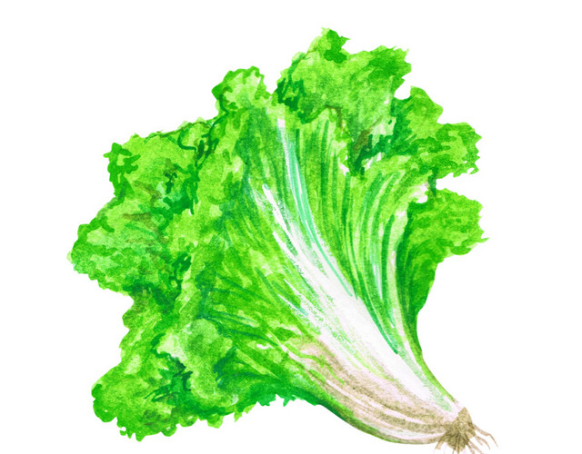 大白菜免抠素材