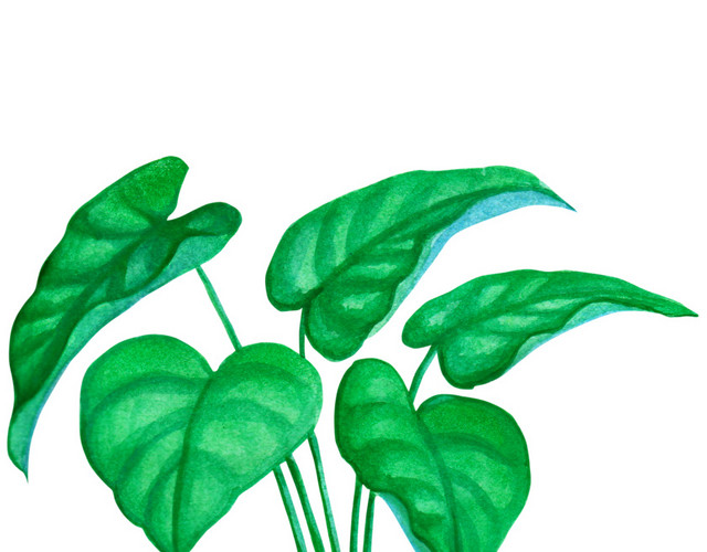 绿色枝叶免抠素材
