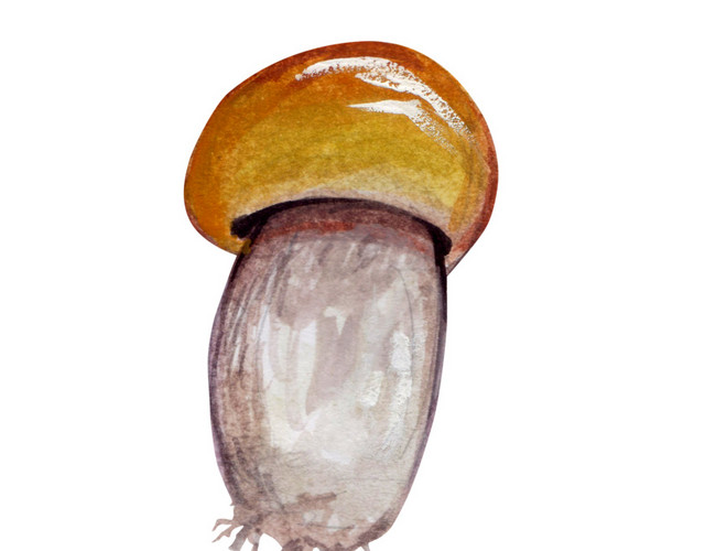 香菇免抠素材