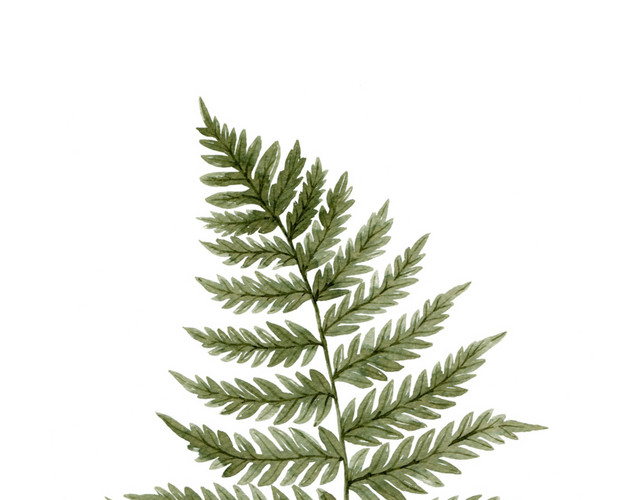 植物叶子免抠素材