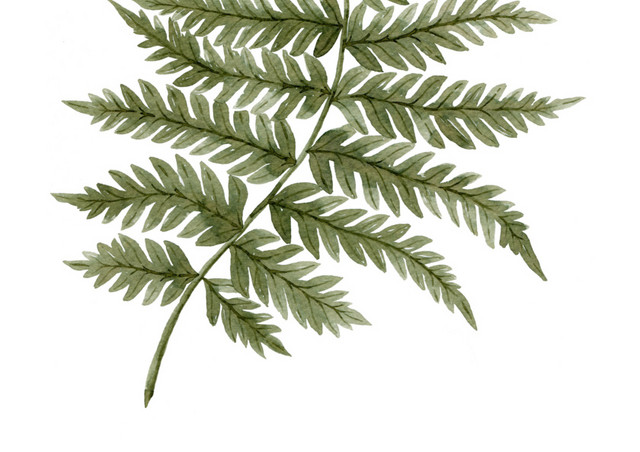 植物叶子免抠素材