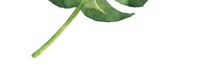 可爱水彩绿色植物插画素材图