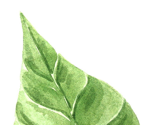 绿色叶子树叶植物彩绘素材