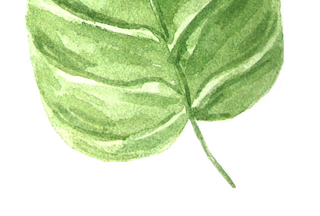 绿色叶子树叶植物彩绘素材