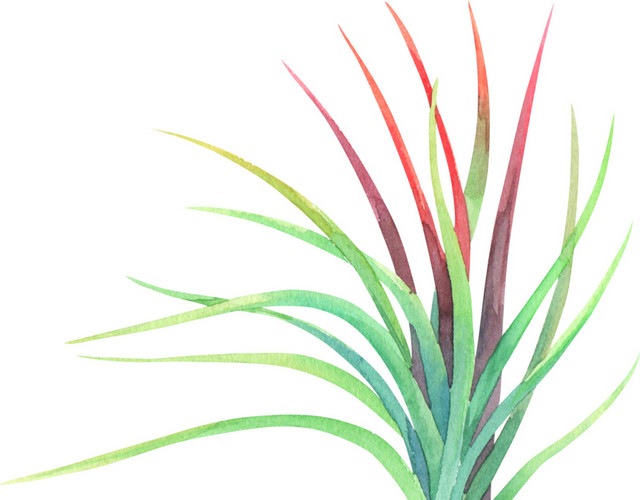 彩色手绘水草水彩插画