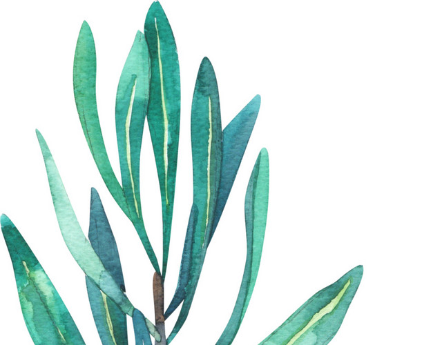 绿色清新植物手绘水彩插画