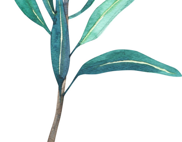 绿色清新植物手绘水彩插画