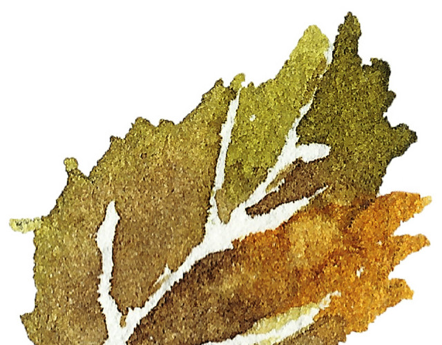 彩绘风树叶水彩矢量元素