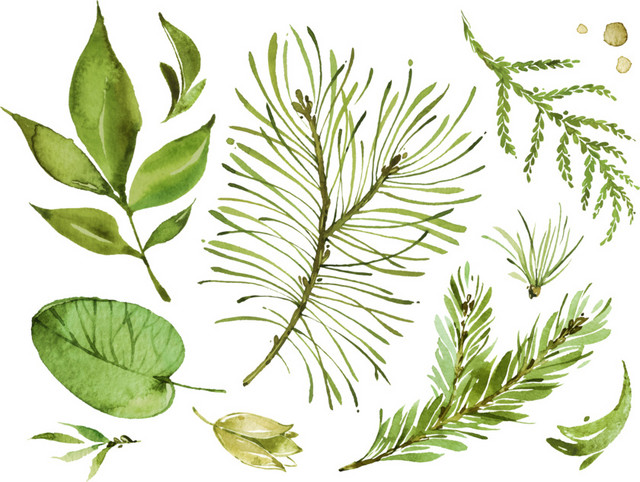 绿色清新植物手绘水彩插画
