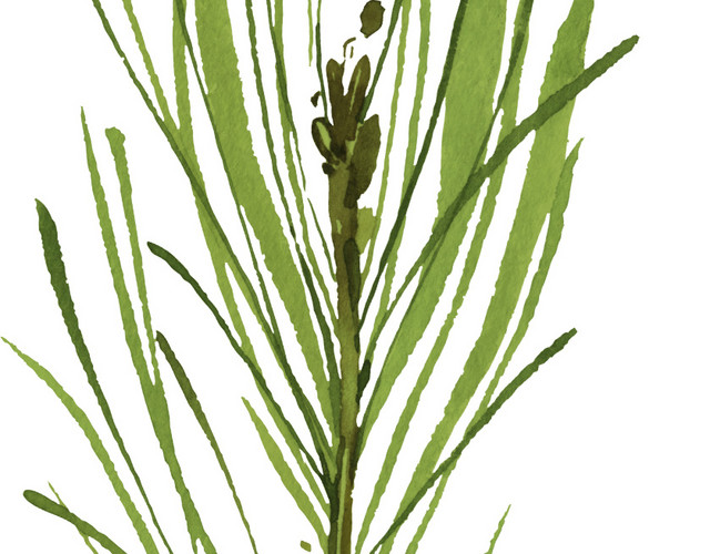 绿色清新植物手绘水彩插画