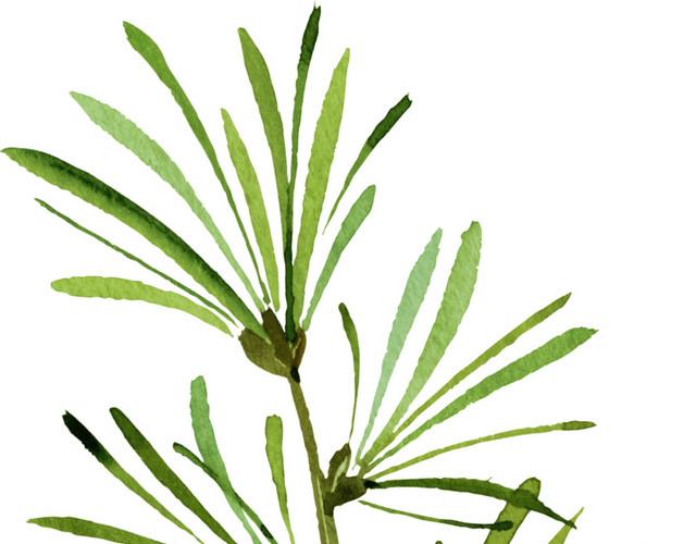 绿色清新植物树枝手绘水彩插画