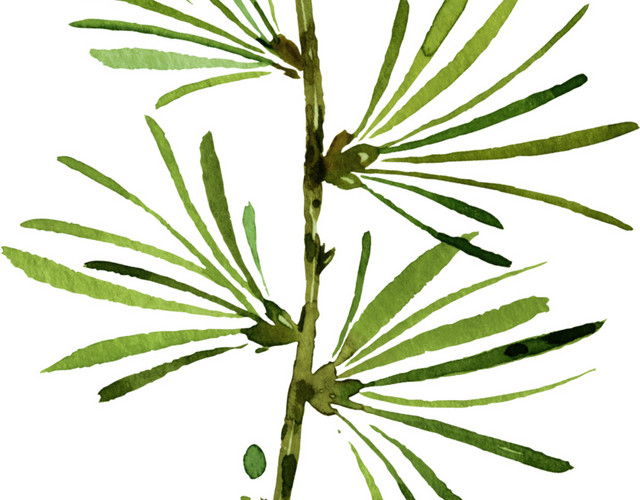 绿色清新植物树枝手绘水彩插画