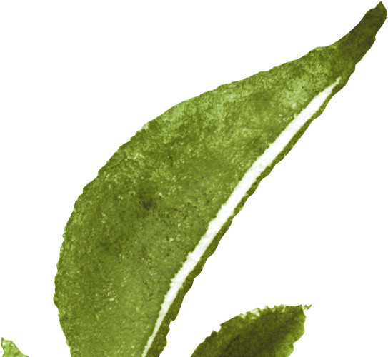 绿色清新植物树叶手绘水彩插画