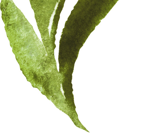 绿色清新植物树叶手绘水彩插画