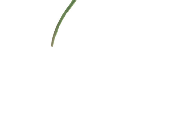 彩色手绘花束水彩插画