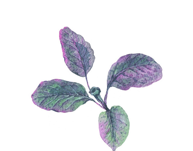绿色手绘植物薄荷水彩插画