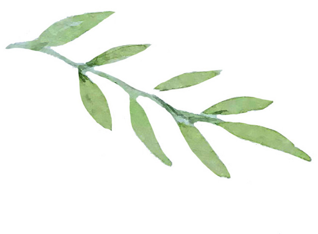 绿色手绘植物树叶水彩插画