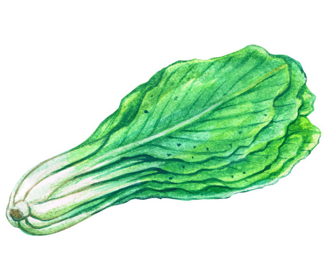 绿色白菜清新素材