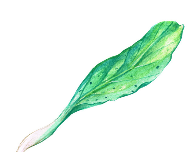绿色植物树叶清新素材