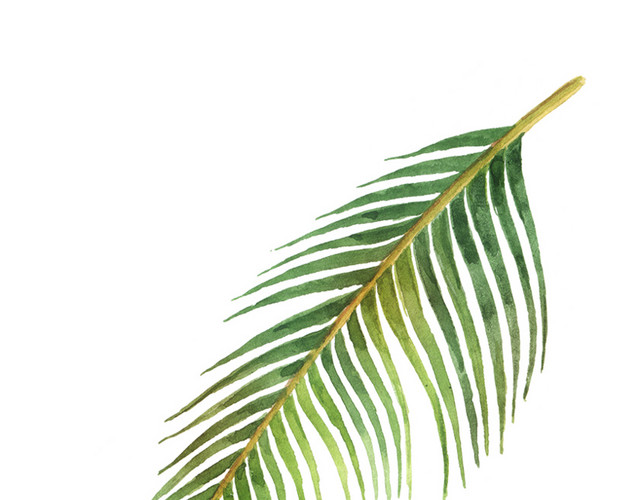 绿色植物叶子水彩素材