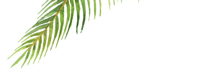 绿色植物叶子水彩素材