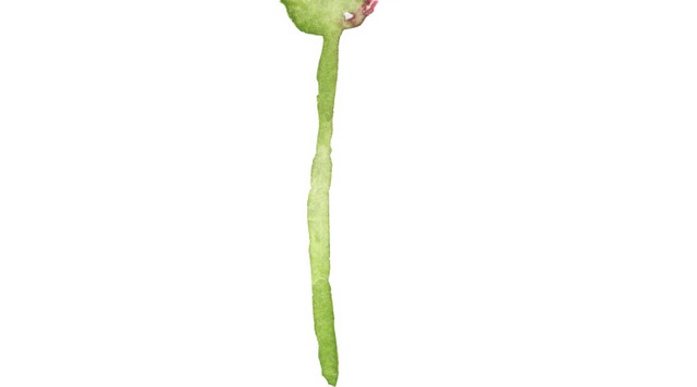 粉色花手绘素材