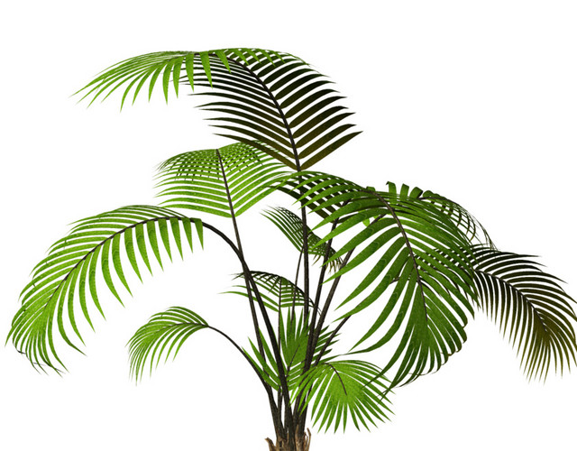 实物植物花草素材