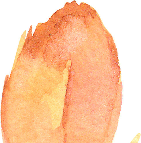 美丽橙色羽毛素材