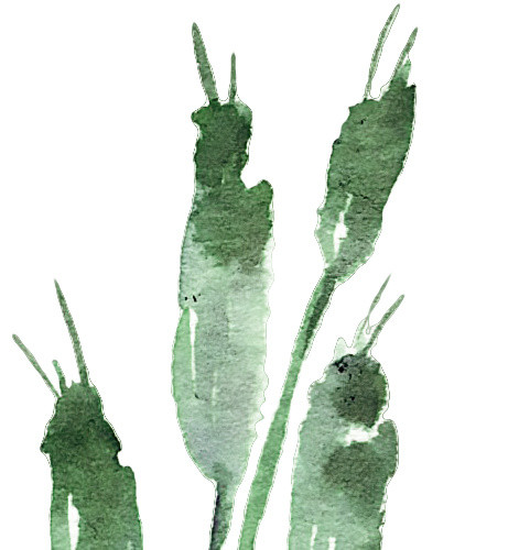 森系清新叶子插画素材