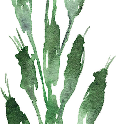 森系清新叶子插画素材