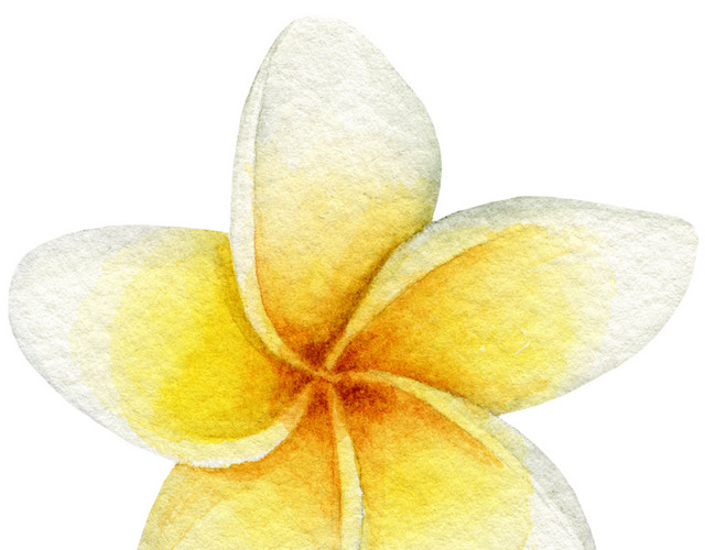 彩色鸡蛋花