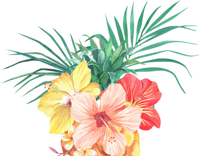 菠萝花素材
