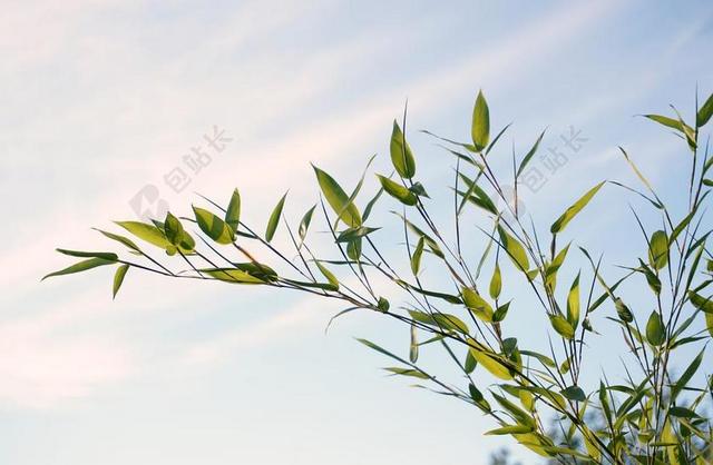 芦苇 厂 草 性质 绿色 竹