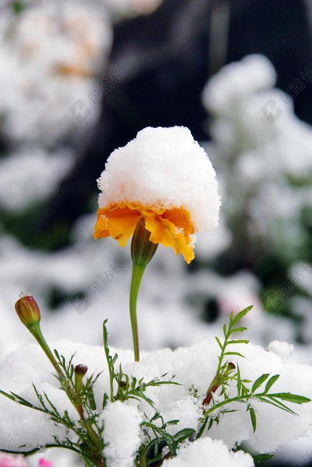 花卉 雪 秋季 植物 特写 生活的本质 鲜花 9 月