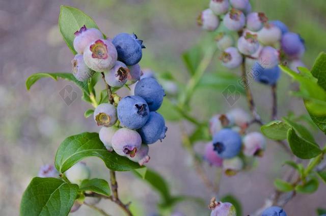 蓝莓 蓝莓布什 水果