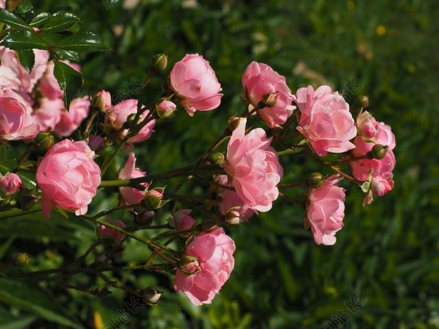 玫瑰 蔷薇 粉红色 玫瑰花园 开花 花园 花 厂 玫瑰花蕾