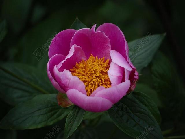 牡丹 芍药 牡丹皮 粉红色 花 盛开 植物区系 自然 花园