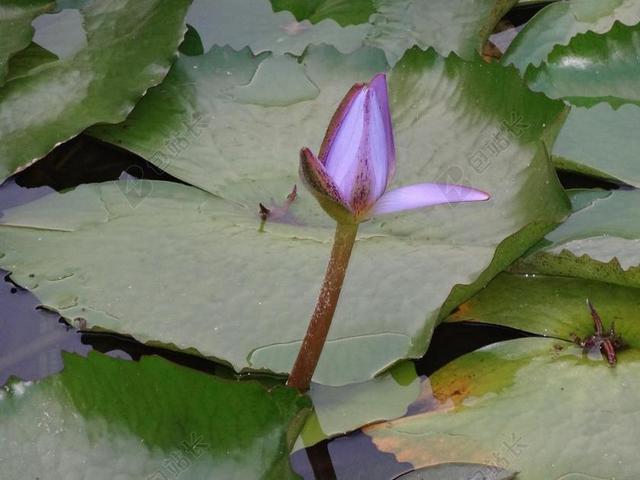 花 芽 百合 水百合 紫色 叶子 浮动 植物区系 花的 池
