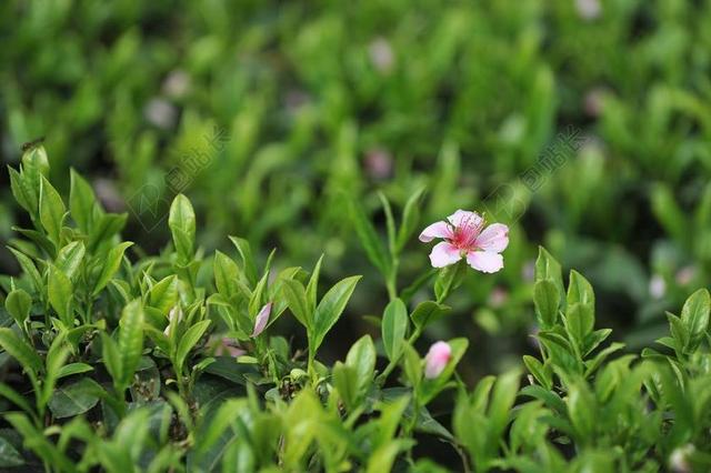 茶园 茶叶 绿茶
